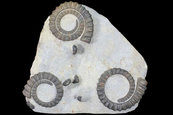 Three Devonian Ammonites (Anetoceras) with Four Trilobite Heads #87250